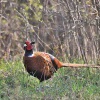 Bazant obecny 7833